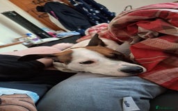 Mixed Breed dogs for sale: Bruno - Needs a New, Loving Home - Image 12
