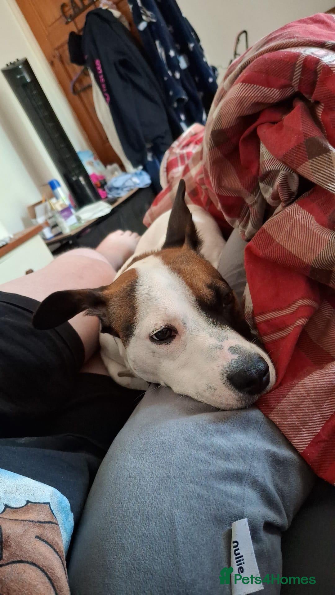 Mixed Breed dogs for sale: Bruno - Needs a New, Loving Home - Image 12