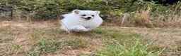 Pomeranian dogs for sale: Beautiful Purebred Pomeranian Female 5½ Months Old - Advert 10