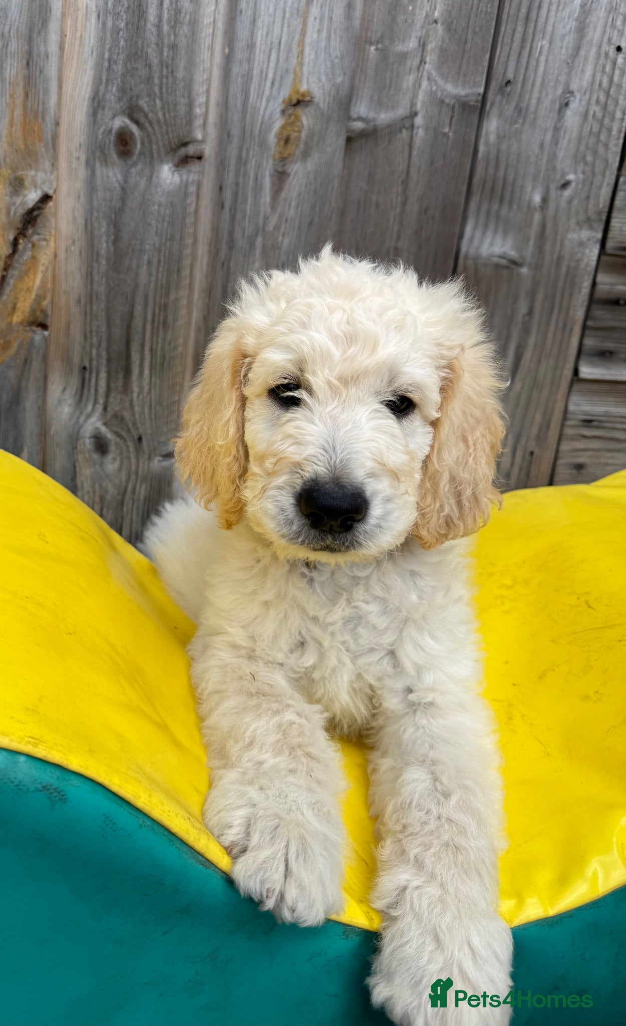 Goldendoodle dogs 🐾 Goldendoodle Puppies ready for forever homes 🐾 - Advert 2