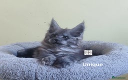 Maine Coon cats for sale: Black smoke XXL kittens  - Image 11