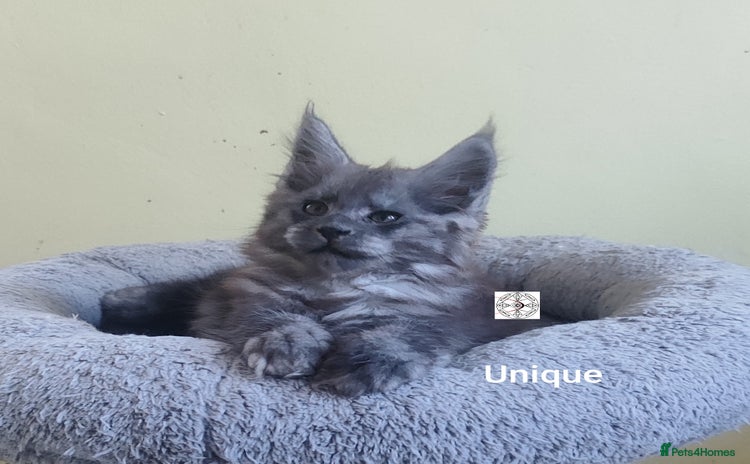 Maine Coon cats - Advert 9