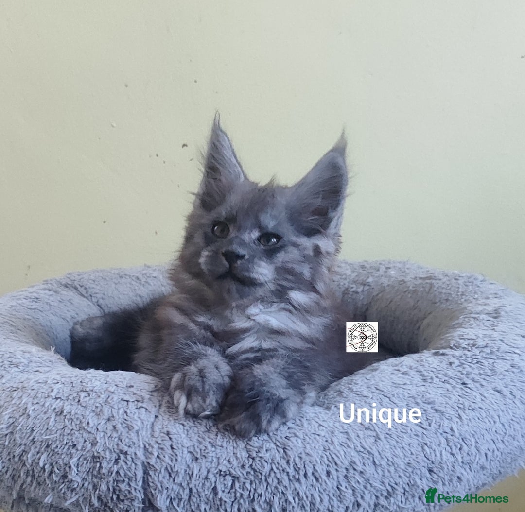 Maine Coon cats for sale: Black smoke XXL kittens  - Image 11