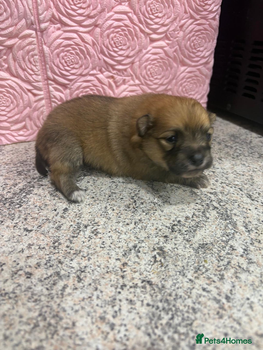 Pomeranian dogs for sale: Fluff balls so cute active pom pups - Advert 3