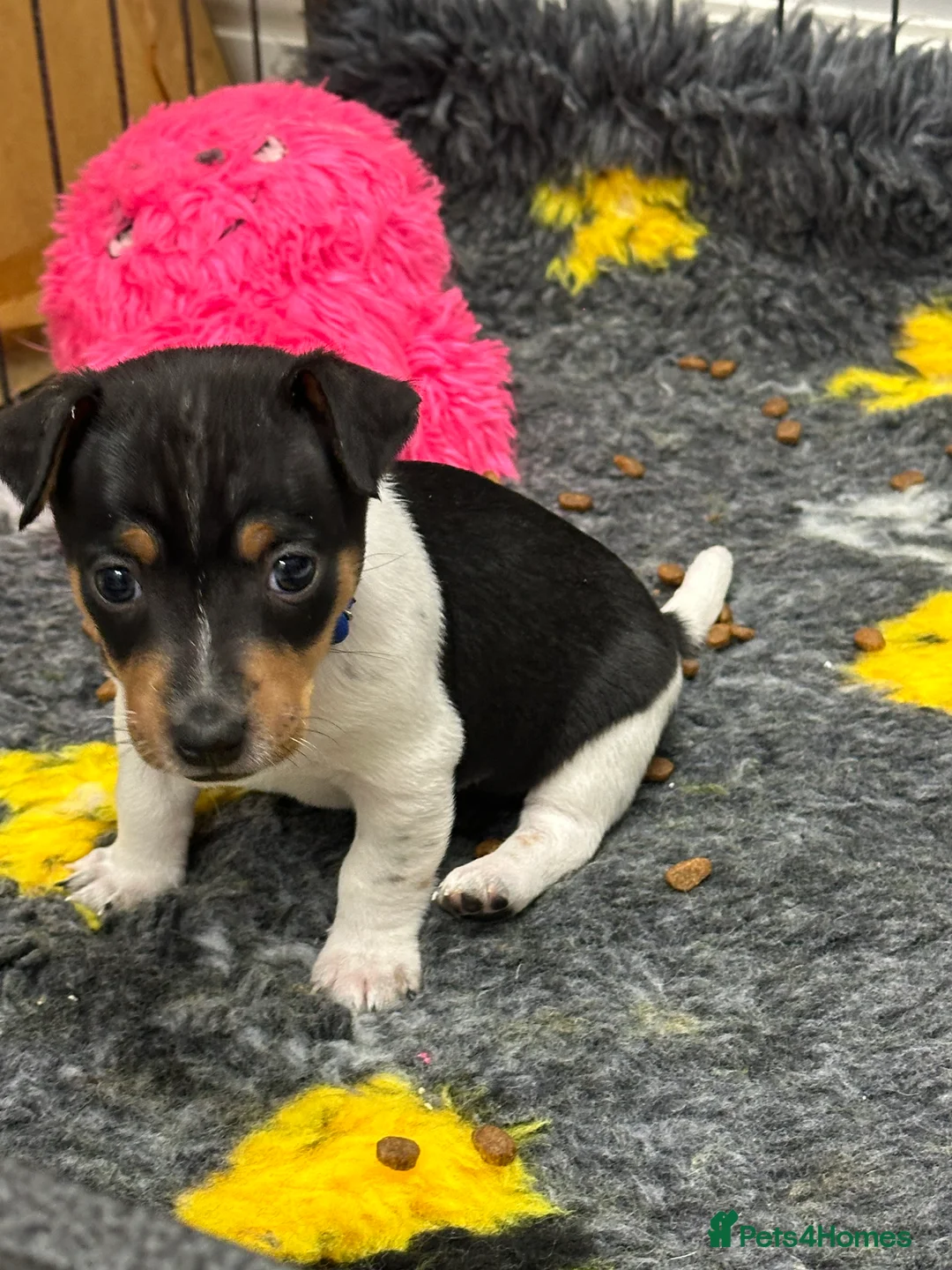 Jack Russell dogs for sale: Traditional mini Jack Russell pups - Advert 7