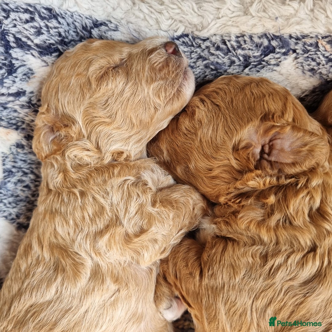 Maltipoo dogs for sale: Adorable Miniature Maltipoo Pups for sale - Image 10