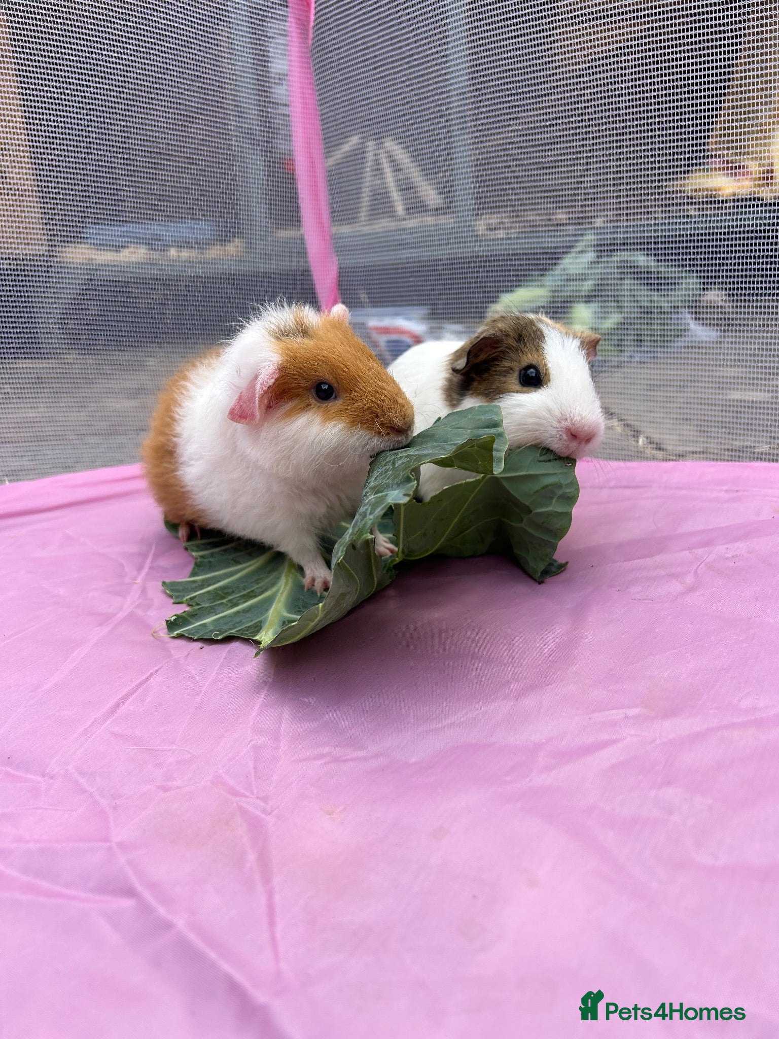 Guinea Pig rodents 2 Male Guinea Pigs Looking for a Loving New Home - Advert 1