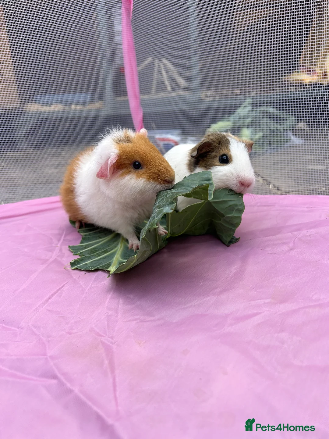 Guinea Pig rodents for sale: 2 Male Guinea Pigs Looking for a Loving New Home in Leicester - Advert 1