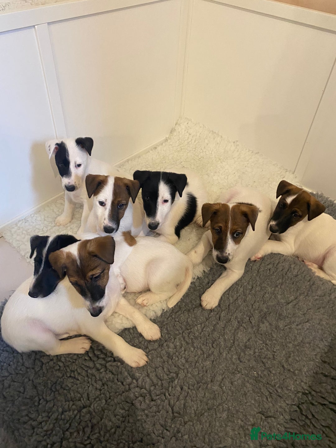 Fox Terrier dogs for sale: Smooth Fox Terrier beautiful home reared puppies   - Advert 3
