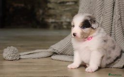 Australian Shepherd dogs for sale: Australian Shepherd Puppies  - Image 34