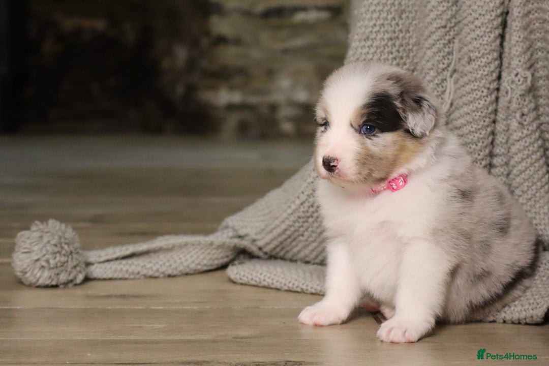 Australian Shepherd dogs for sale: Australian Shepherd Puppies  - Image 34