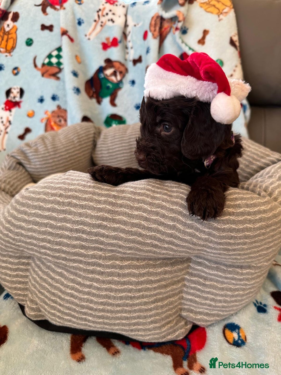 Cockapoo dogs for sale: Exceptional F1 Cockapoo puppies  - Advert 19