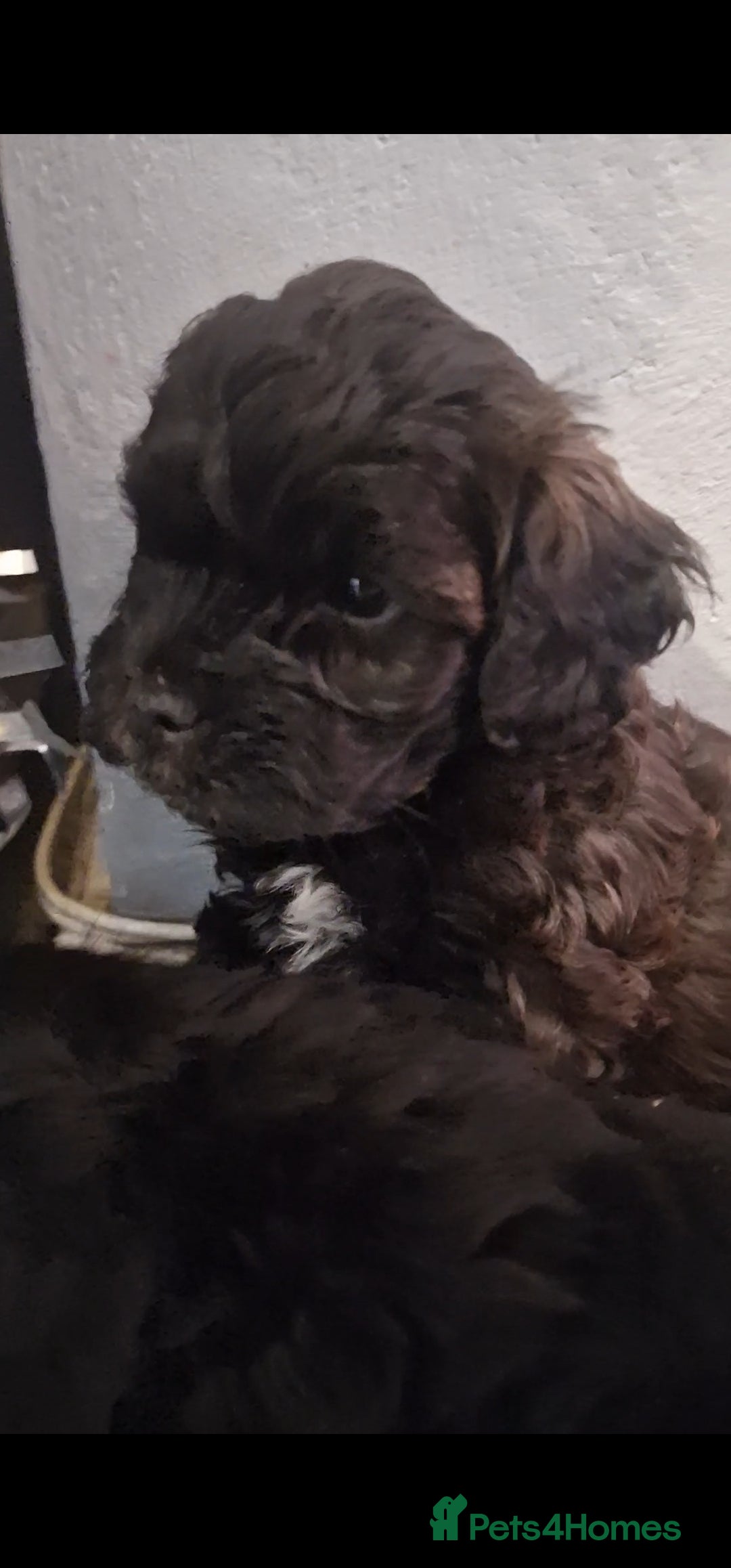 Mixed Breed dogs for sale: Floodle  - Advert 4