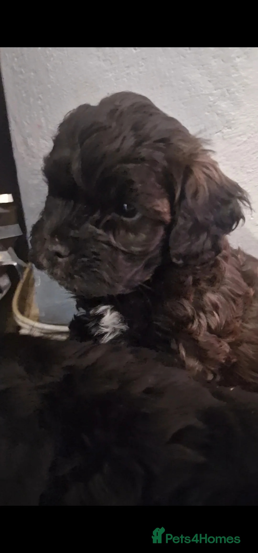 Mixed Breed dogs for sale: Floodle  - Advert 4