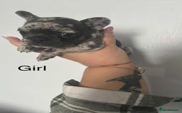 French Bulldog dogs for sale: Beautiful French bulldogs seek homes - Image 16