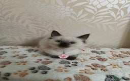 Ragdoll cats for sale: 8 beautiful Ragdoll cats - Image 17
