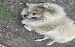 Pomeranian dogs for sale: Pomeranian spitzz - Image 8