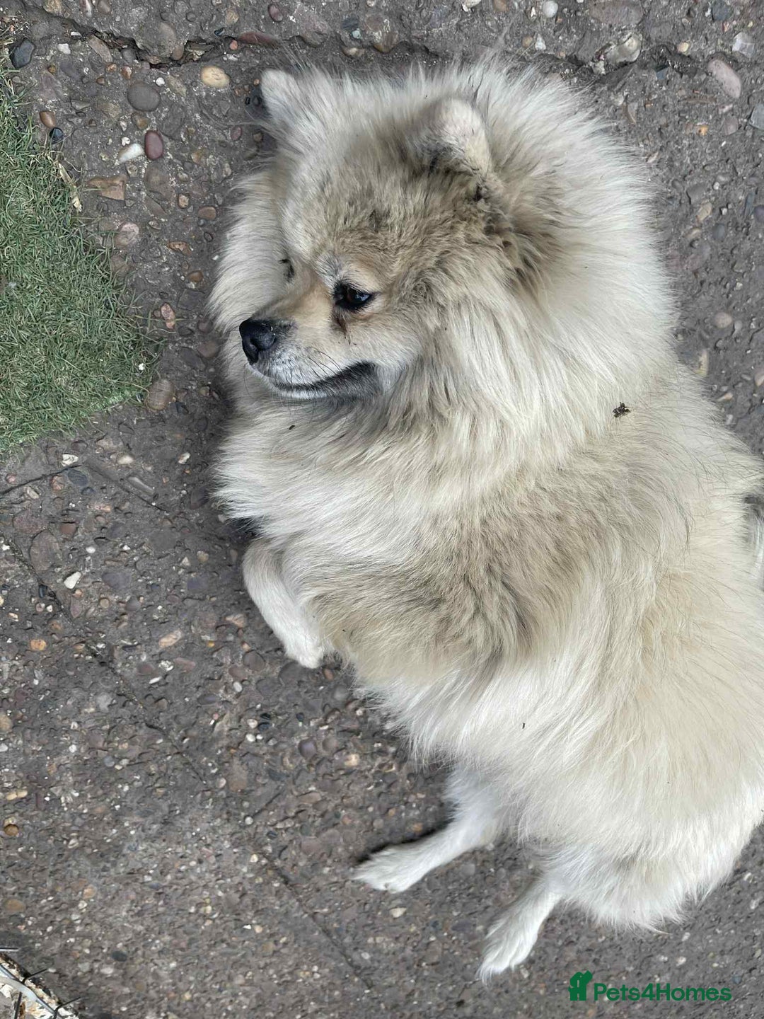 Pomeranian dogs for sale: Pomeranian spitzz - Image 8