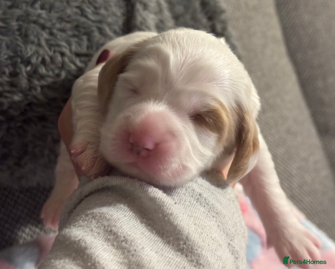 Cockapoo dogs for sale: Gorgeous F2B Cockapoo puppies  - Image 36