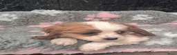Cavalier King Charles Spaniel dogs for sale: Beautiful Cavalier pup - Advert 1