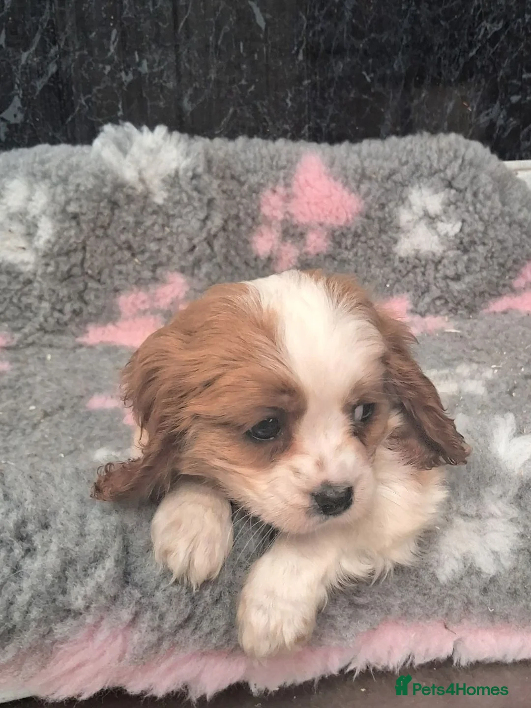 Cavalier King Charles Spaniel dogs for sale: Beautiful Cavalier pup - Advert 1