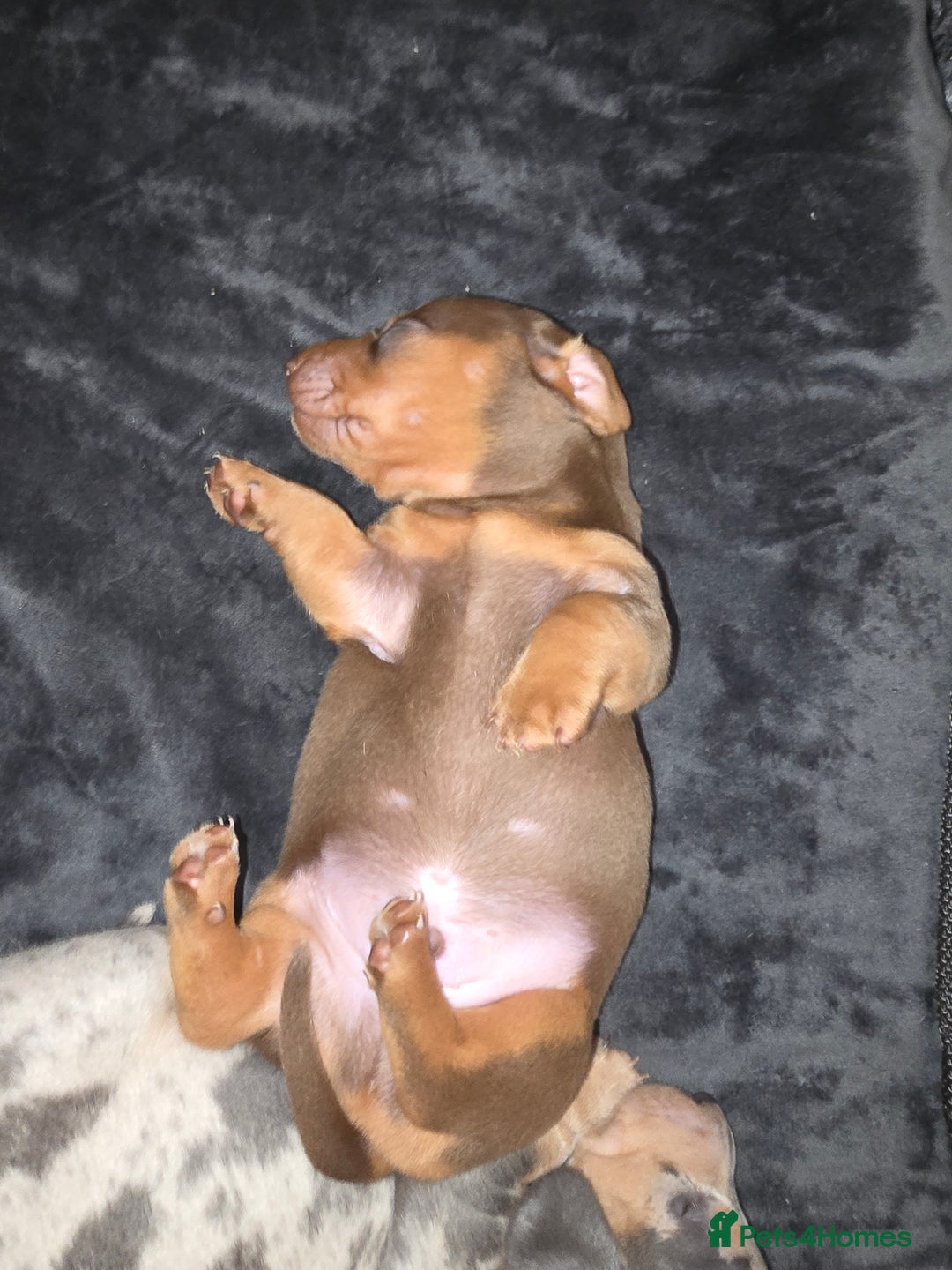 Miniature Dachshund dogs for sale: Miniature Dashaund puppies - Image 14