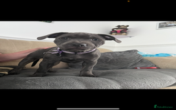 Staffordshire Bull Terrier dogs for sale: 1 Female Blue Staffordshire Bull Terrier - Image 2