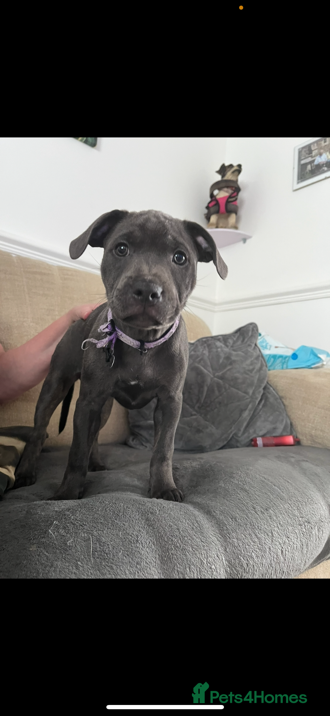 Staffordshire Bull Terrier dogs for sale: 1 Female Blue Staffordshire Bull Terrier - Image 2