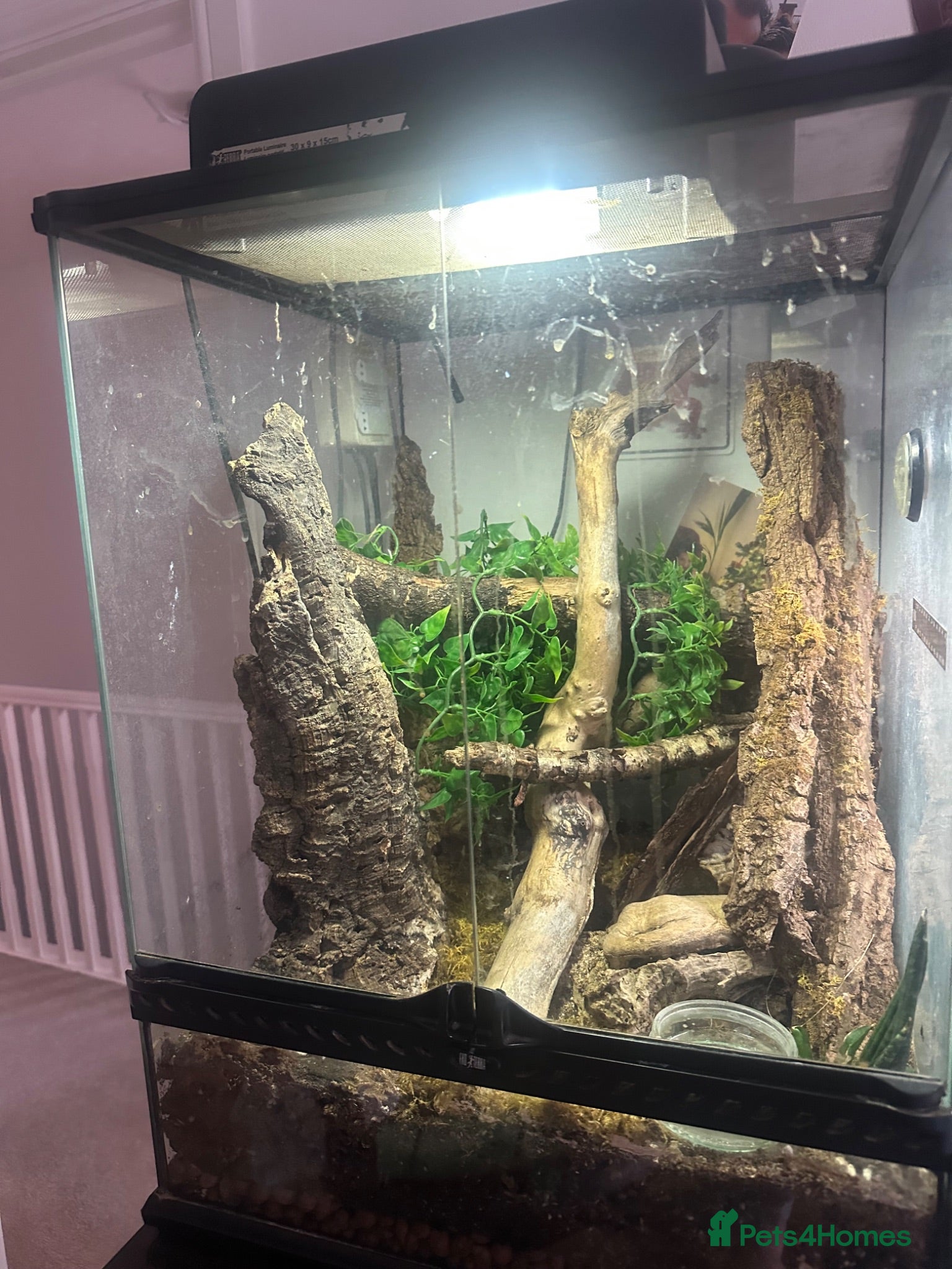 Gecko reptiles Pair of Tokay Geckos and set up - Advert 1