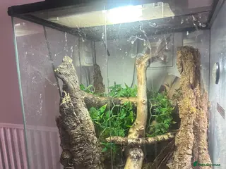 Gecko reptiles Pair (m&f) of Tokay Geckos and set up - Advert 1
