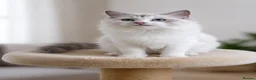 Ragdoll cats for sale: Beautiful Tica Registered Kittens Ragdoll - Advert 33