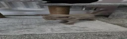 Sphynx cats for sale: Rare Sphynx x Donskoy kittens  - Advert 12