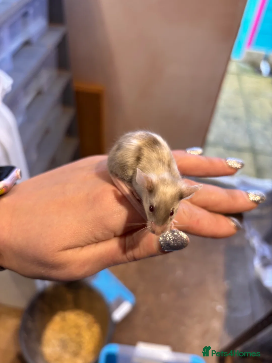 Mouse rodents for sale: Fancy mice regular litters - Advert 5