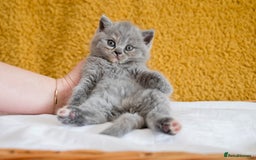 British Shorthair cats for sale: Stunning British Shorthair kittens - rare colours - Image 4