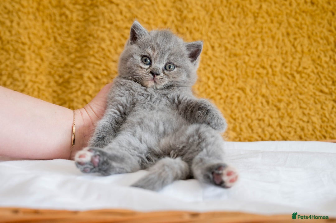 British Shorthair cats for sale: Stunning British Shorthair kittens - rare colours - Image 4