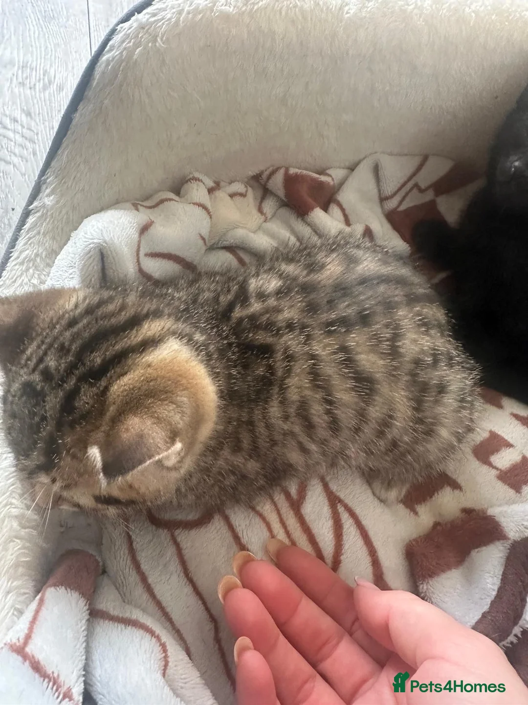 Mixed Breed cats for sale: Milo  - Advert 4