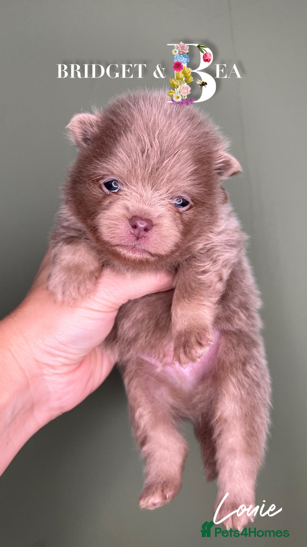 Pomeranian dogs for sale: 💛PUPPIES ARRIVED 💛 - Advert 23