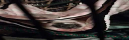 Rat rodents for sale: Rehome Female Dumbo Rats in Chester - Advert 5