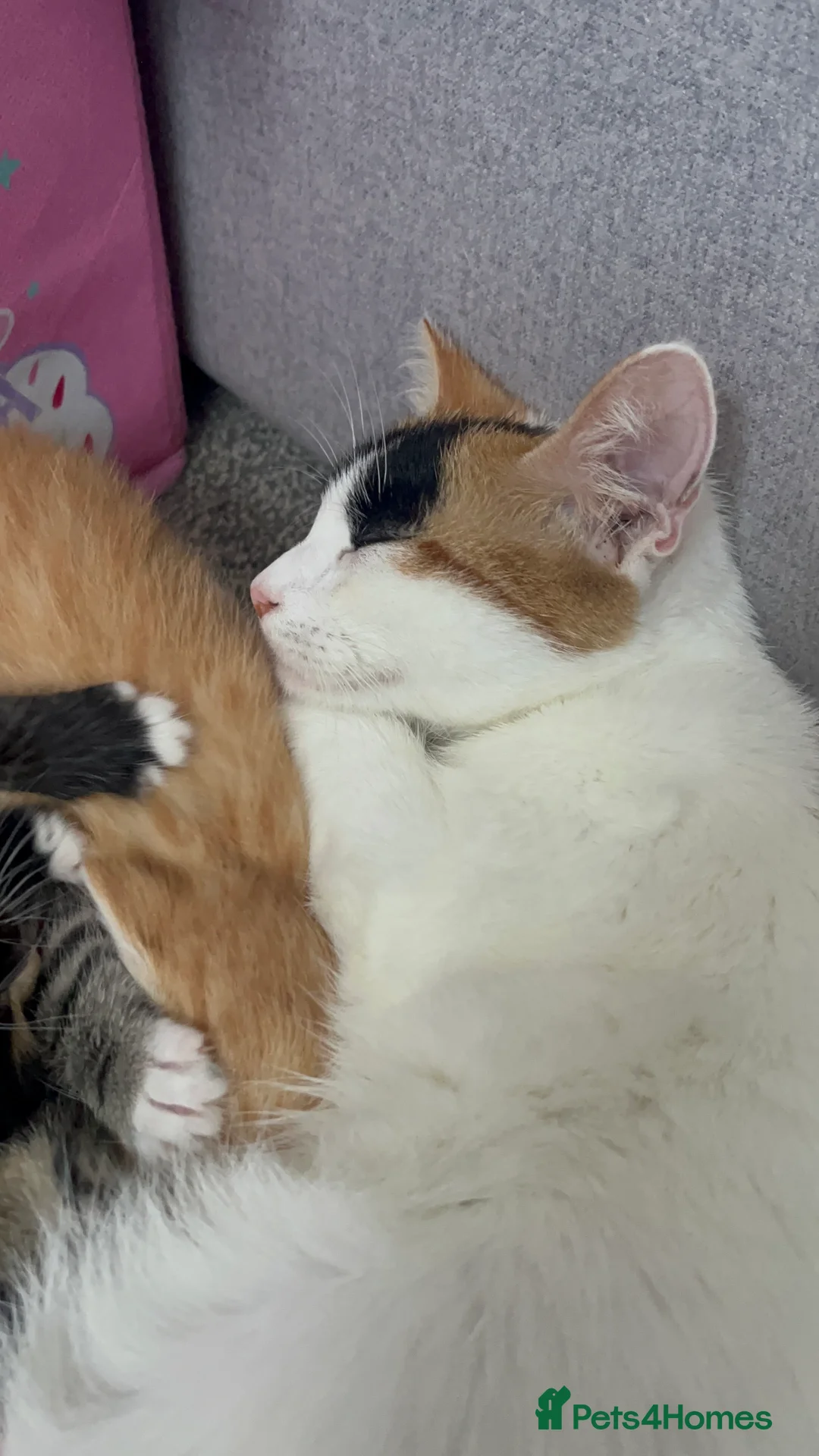 Domestic Shorthair cats for sale: Kittens for sale in Manchester - Advert 8