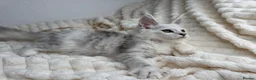 Maine Coon cats for sale: MaineCoon, Beautiful Kittens available  - Advert 5