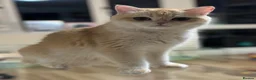 British Shorthair cats for sale: GCCF registered BSH Chocolate Golden Kittens - Advert 5