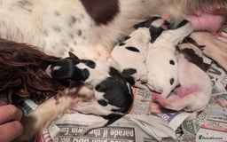 English Springer Spaniel dogs for sale: 8week old springer spaniels - Image 15