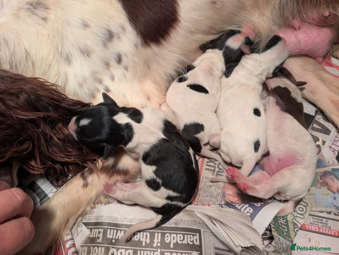 English Springer Spaniel dogs for sale: 8week old springer spaniels - Image 15