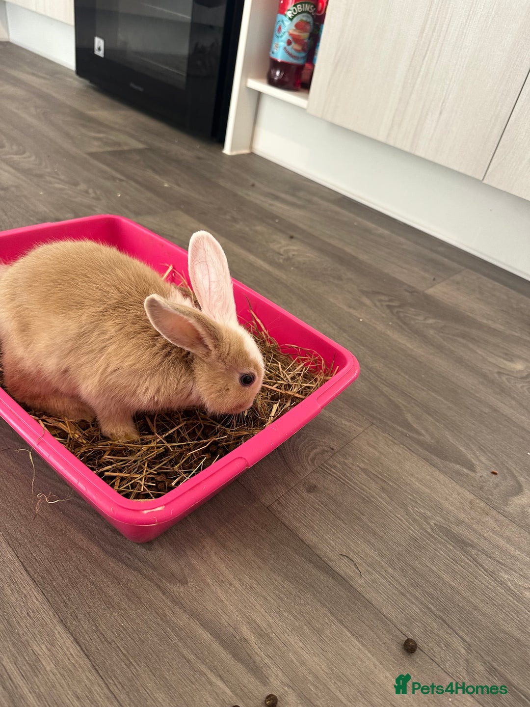 Mixed Breed rabbits for sale: Beautiful bunnies - Advert 3