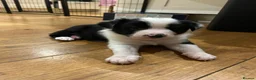 Border Collie dogs for sale: 3 girls and 2 boys for sale in Macclesfield - Advert 13