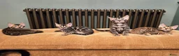 Bengal cats for sale: luxurious bengals - Advert 2