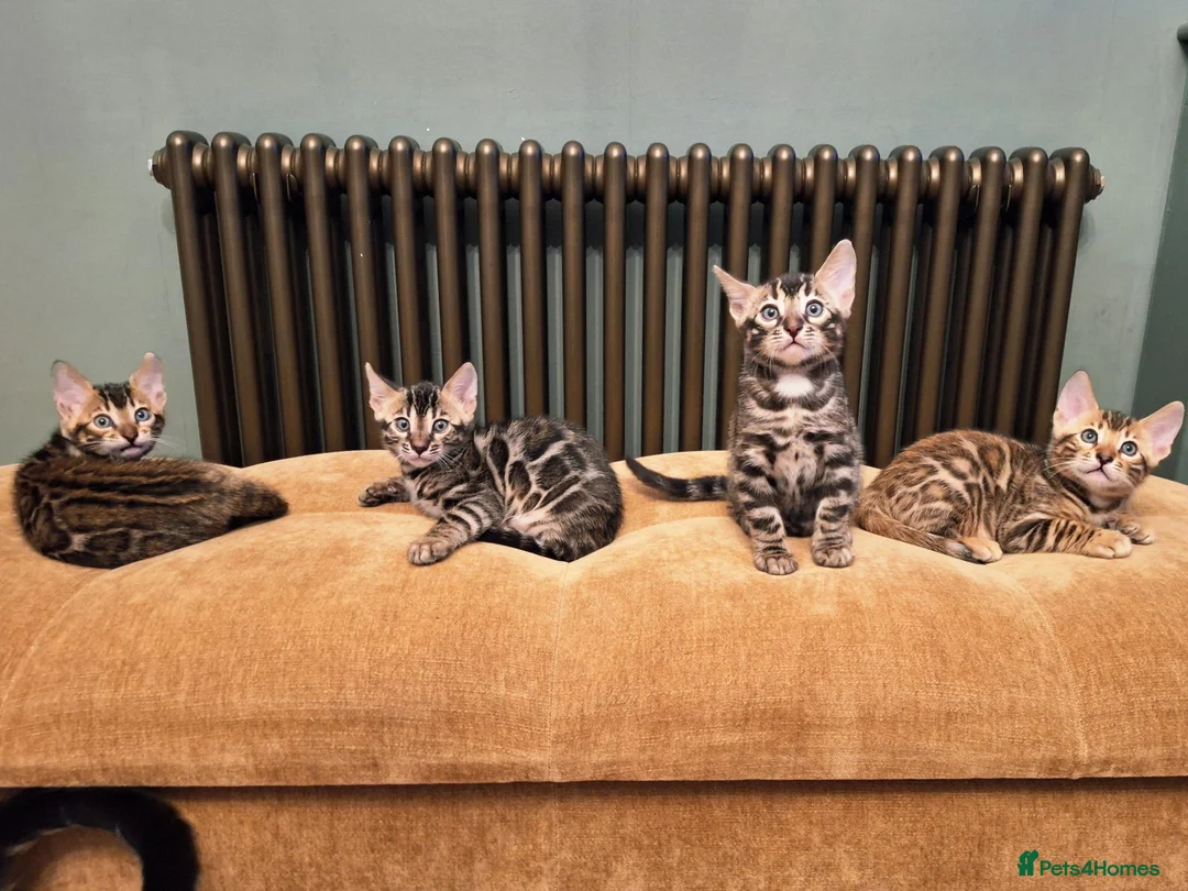 Bengal cats for sale: luxurious bengals - Advert 2