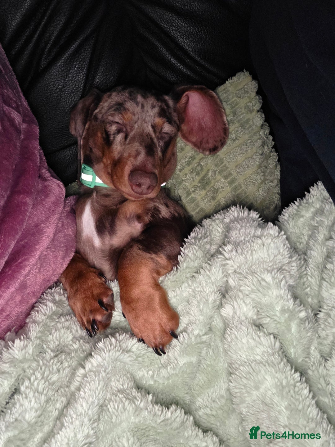 Miniature Dachshund dogs for sale: Miniture dachshund dapple - Advert 6
