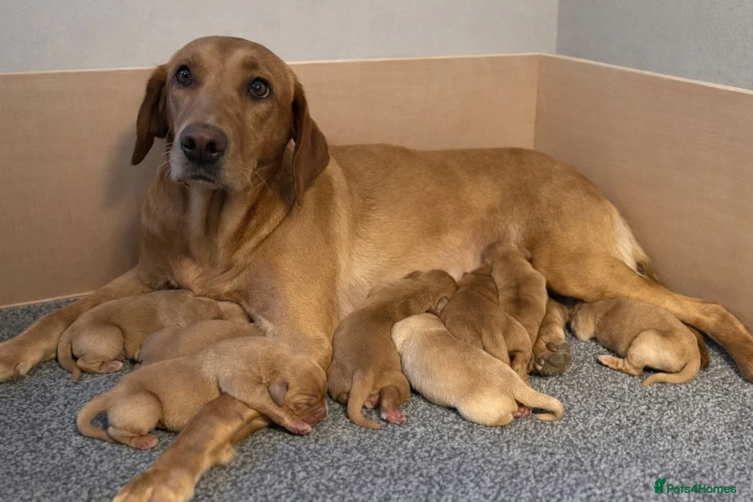 Labrador Retriever dogs for sale: Beautiful KC registered fox red lab puppies  in Burnley - Advert 6