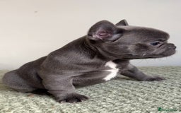 French Bulldog dogs for sale: Gorgeous litter of 4 blue French bulldogs - Advert 11